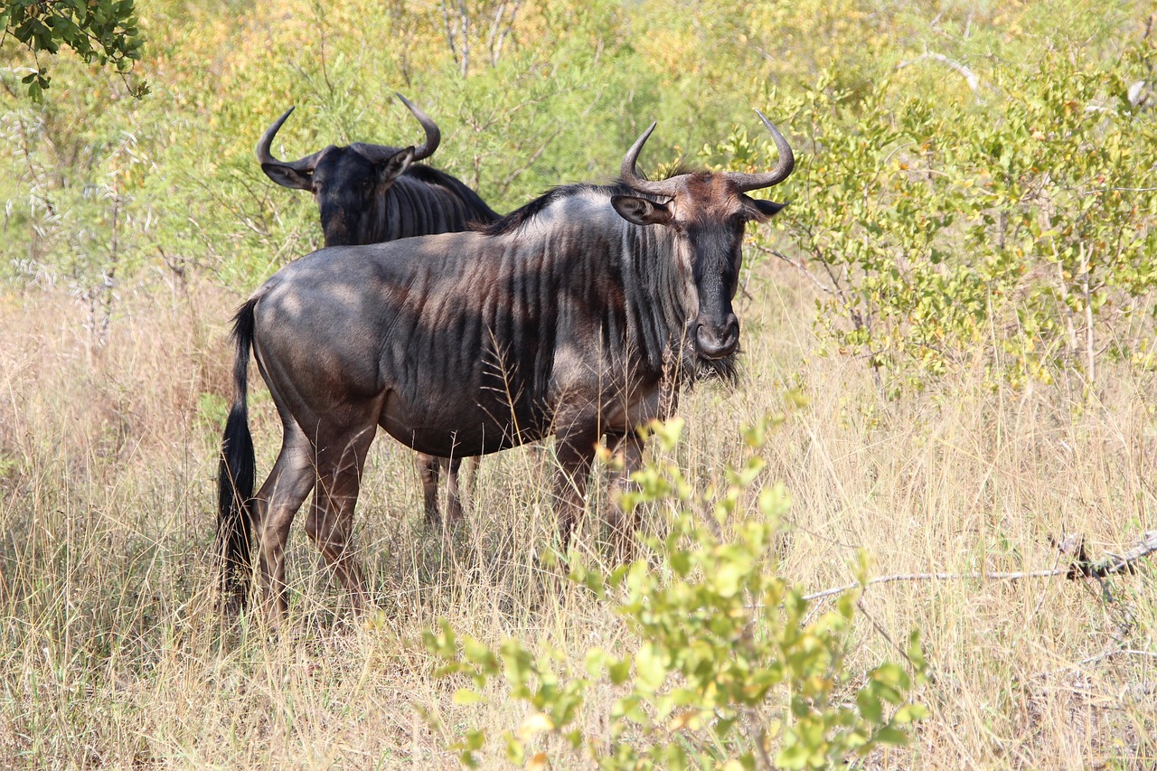 6 day lodge safari in ngorongoro crater